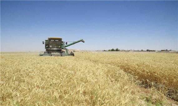 12 هزار تن گندم در مسجدسلیمان برداشت شد