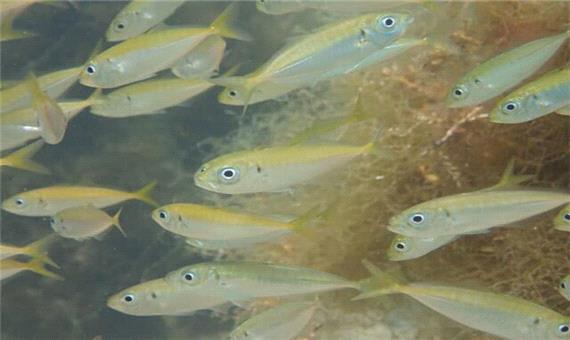 تخمین فراوانی جمعیت ماهی‌ها با اندازه گیری دی.ان.ای موجود در آب
