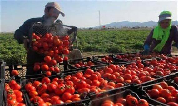 ورود چهار کارخانه تولیدی خوزستان به طرح خرید حمایتی گوجه‌فرنگی