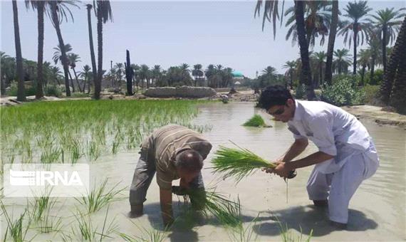 کشاورزان شلتوک‌کار خوزستانی از بیمه مزارع استقبال نکردند