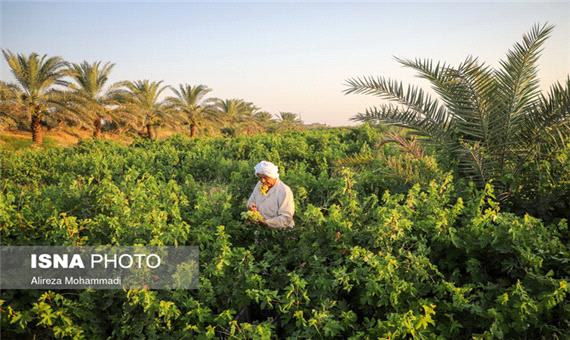 برداشت سالانه بیش از 17 هزار تن انگور از تاکستان‌های خوزستان