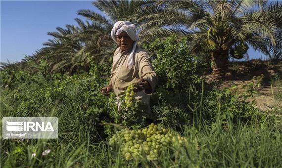 پیش‌بینی تولید 4.5 میلیون تن محصولات کشاورزی تابستانه در خوزستان