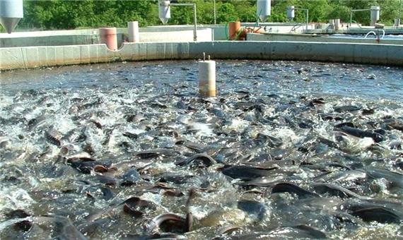 تخریب حوضچه‌های غیرمجاز پرورش ماهی در شادگان