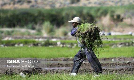 آغاز کشت برنج در 5500 هکتار اراضی کشاورزی باغملک