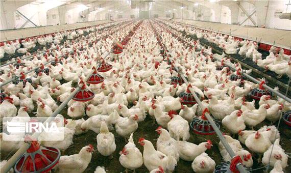 علل افزایش قیمت مرغ از نگاه نایب رییس کمیسیون کشاورزی مجلس