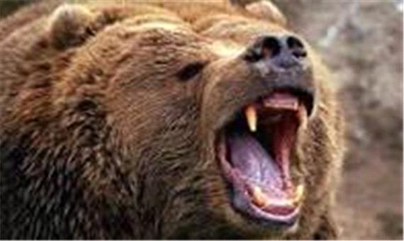 حمله خرس به یک نوجوان روستایی در باغملک