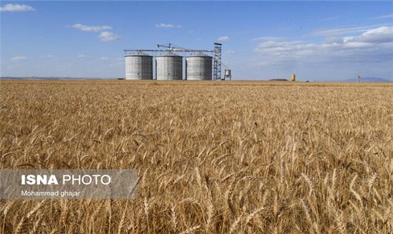 ثبت خرید بیش از یک میلیون و 200 هزار تن گندم در خوزستان
