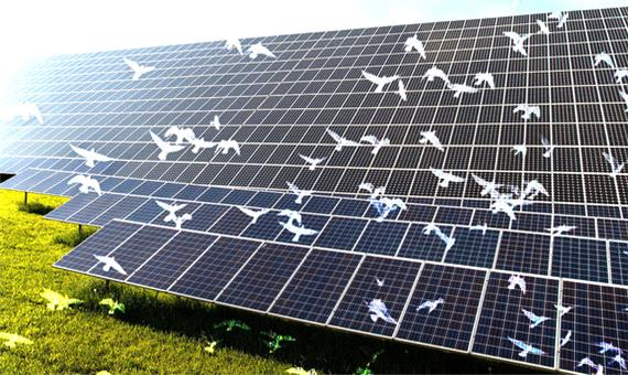 هوش مصنوعی‌ ناجی پرندگان در برابر پنل‌های خورشیدی می‌شود