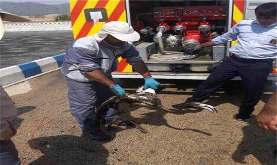 نجات پرنده مهاجر گرفتار شده در فاضلاب شهرستان بویراحمد توسط تیم آتش نشانی