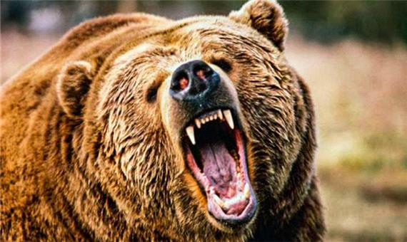 حمله خرس به یک جوان ایذه‌ای