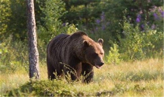 حمله خرس قهوه‌ ای به یکی از اهالی ورزقان
