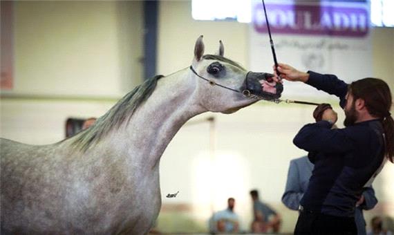 گتوند میزبان رقابت های قهرمان کشوری زیبایی اسب/300 باشگاه سوارکاری در خوزستان فعال است