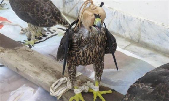 4 بهله پرنده شکاری قاچاق در دیلم کشف شد