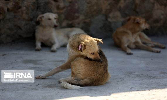 سگ‌های ولگرد،تهدیدی برای شهروندان خرمشهری