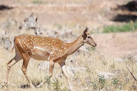 صحت فیلم ذبح گوزن زرد ایرانی در مراسم اربعین تکذیب شد