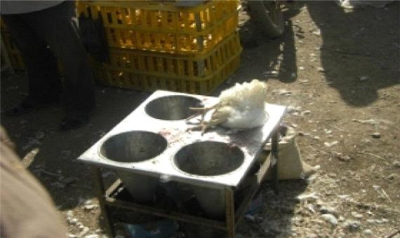 تشکیل پرونده برای 3 مرغ فروشی متخلف در بهبهان