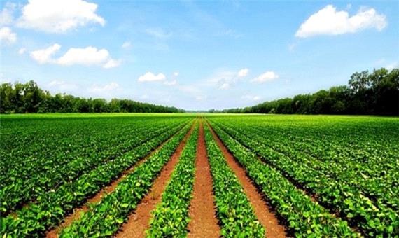 کشاورزی نقش مهمی در توسعه پایدار و اشتغال در بندرماهشهر دارد