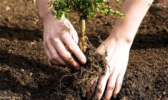 کاشت نهال به مناسبت هفته منابع طبیعی و روز درختکاری در بهبهان