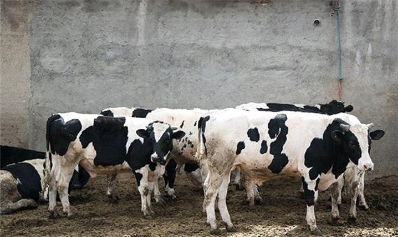 تولید سالیانه 10 هزار تن شیر با احداث مجتمع دامپروری در شوش