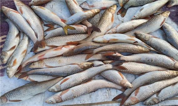 قاتلان ماهی‌های رودخانه‌ای در شوشتر زمینگیر شدند