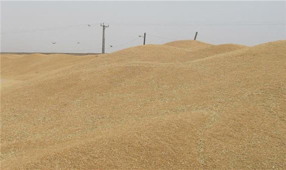 بیش از 97هزار تن گندم و کلزا در خوزستان به صورت تضمینی خریداری شد