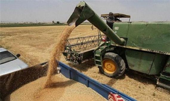 پیش‌بینی می‌شود 220 هزار تن گندم در شوش برداشت شود