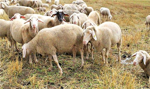 چرای‌ گوسفندان در مزارع پیاز/ ویدئو