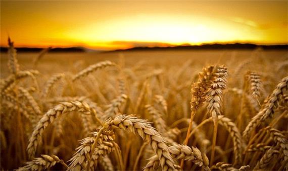 خرید بیش از 600 هزار تن گندم از گندمکاران خوزستانی