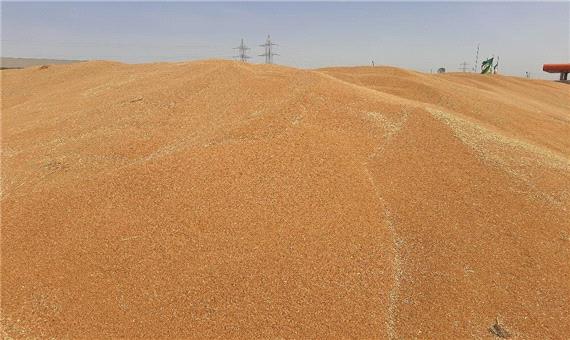 خرید تضمینی گندم در خوزستان از 910هزار تن گذشت