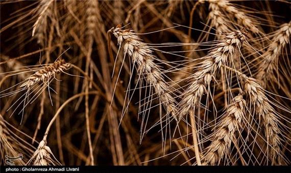 یک میلیون و 400 هزار تن گندم از کشاورزان خوزستانی خریداری شد