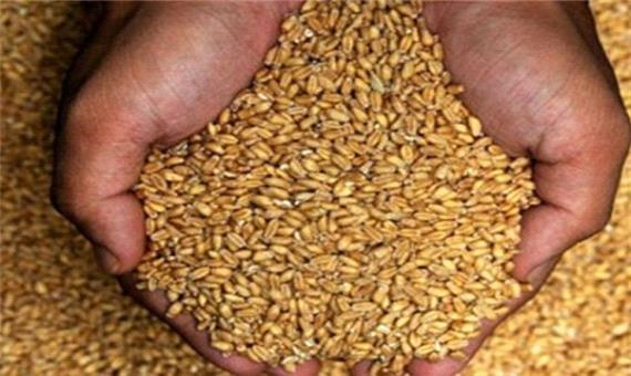 2.3 میلیون تن گندم خریداری شد/ خوزستان رکورددار خرید گندم در کشور