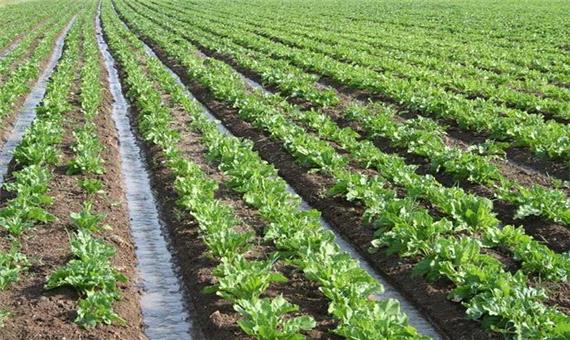 2.2 میلیون هکتار زمین مستعد کشاورزی در خوزستان وجود دارد