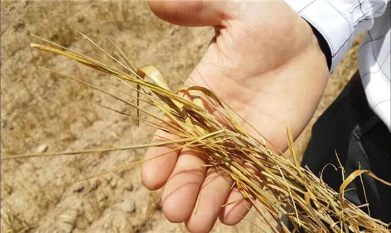 پرداخت خسارت خشکسالی به کشاورزان خوزستان پیگیری می‌شود