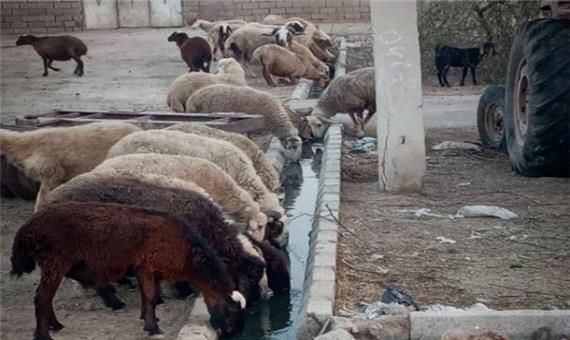 بحران آبی در شهرستان حمیدیه / احشام به مصرف فاضلاب روی آوردند!