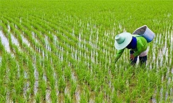 عدم ارائه خدمات کشاورزی به برنجکاران خوزستان