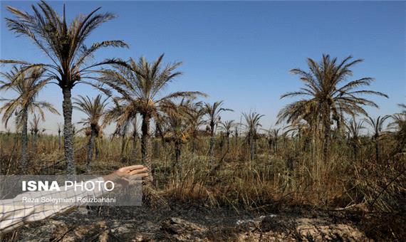 خطر نابودی 500 هکتار از نخیلات خرمشهر به دلیل تنش آبی