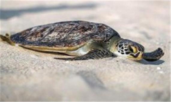 پس از مراقبت های درمانی، لاکپشت پوزه عقابی به آب های خلیج فارس بازگشت