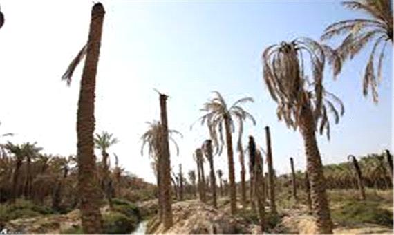 خسارات خشکسالی به نخیلات خوزستان به‌زودی پرداخت می‌شود