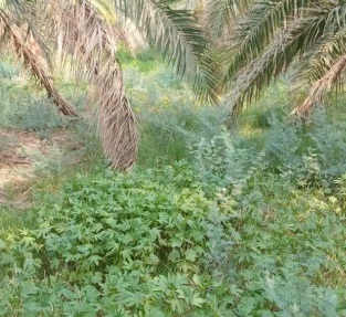 پیام خوزستان