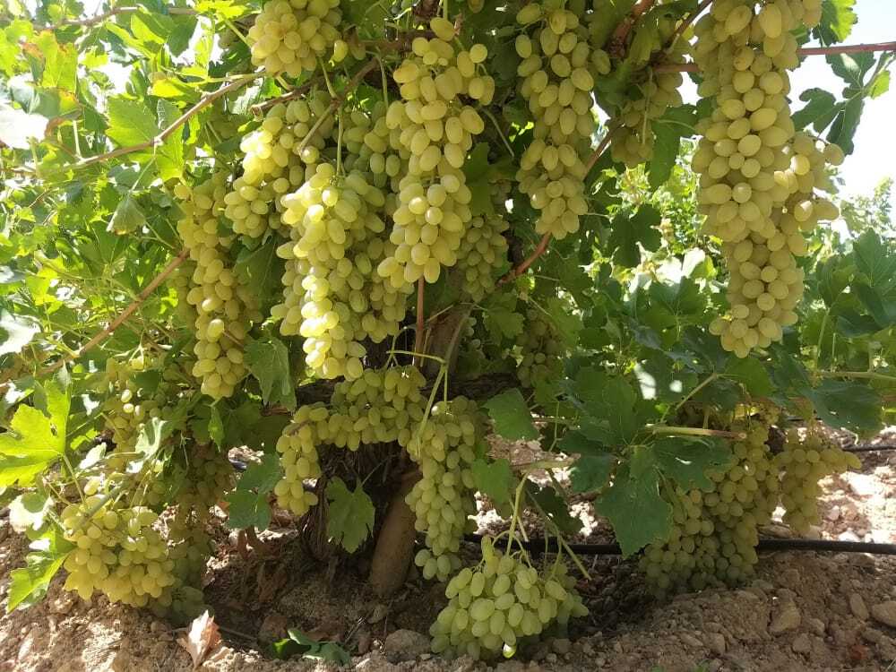 برداشت ۷۵ تن انگور از باغ‌های شوش