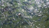 رهاسازی ۱۲ هزار قطعه بچه ماهی جریمه ای برای صیادان غیرمجاز