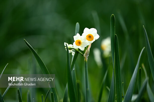 پیام خوزستان