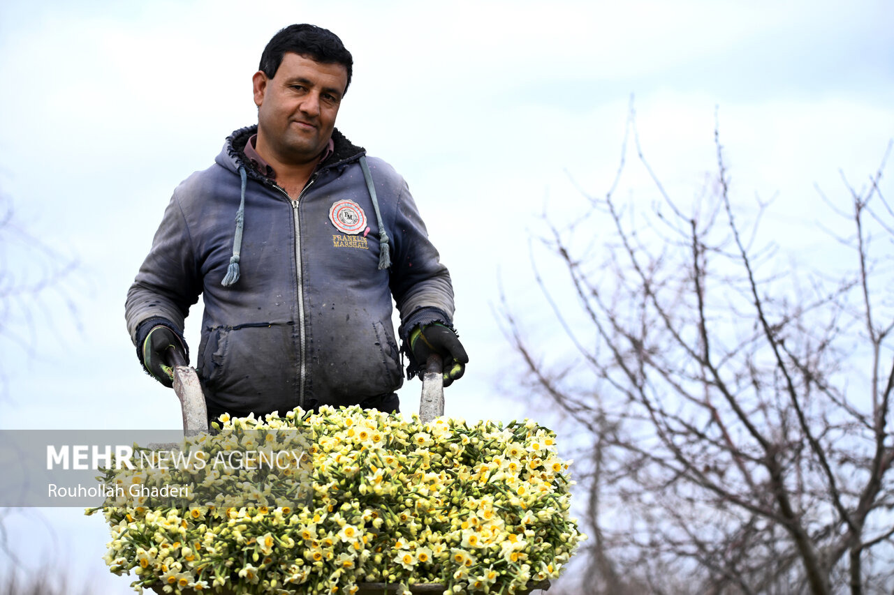 نرگس که می‌روید امید شکوفه می‌زند؛ قصه‌ای طلایی از خاک، عطر و آینده