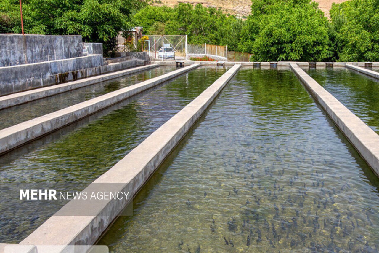 ۶ پروژه شیلاتی خوزستان همزمان با دهه فجر افتتاح و کلنگ‌زنی می‌شود