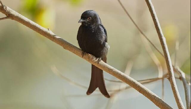 این پرنده به حیوانات دیگر دروغ می‌گوید!