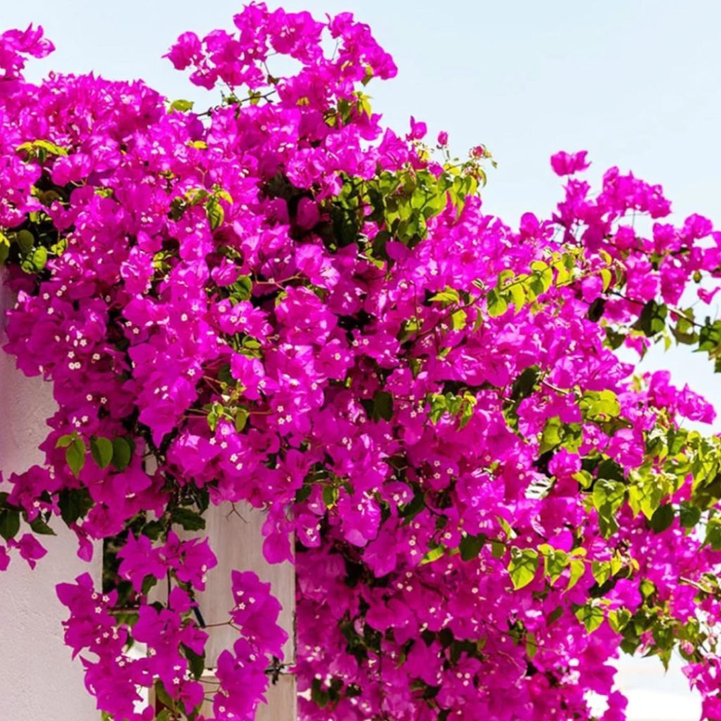 توسعه فضای سبز اهواز با کاشت گل‌های کاغذی