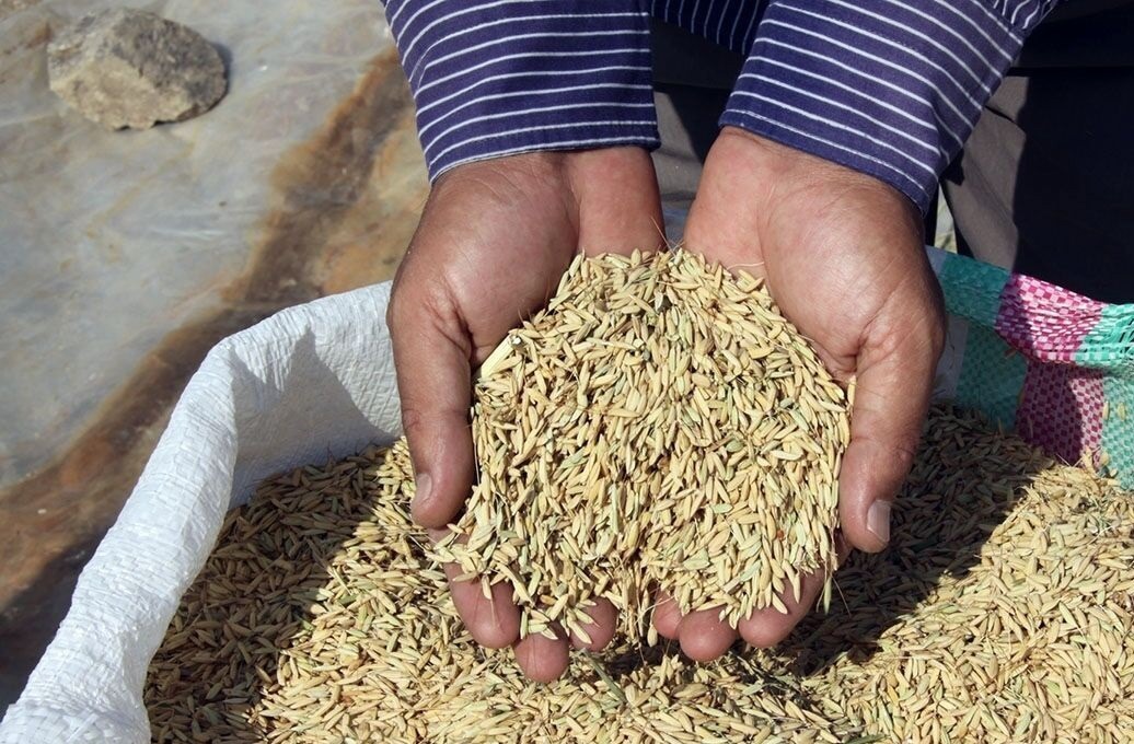 کشف ۲۰ تن محموله شلتوک قاچاق در ایذه