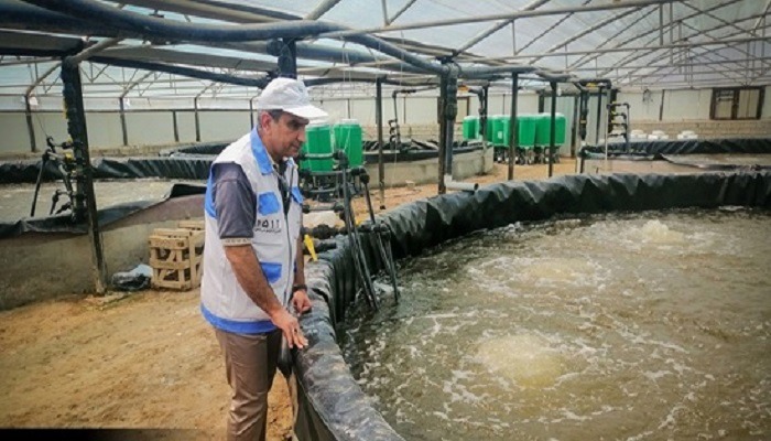 پایش بیماری‌های ویروسی در مزارع پرورش ماهیان سردآبی اندیکا