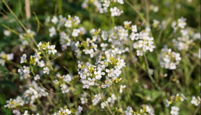 گیاهان هم در سختی به یکدیگر تکیه می‌کنند