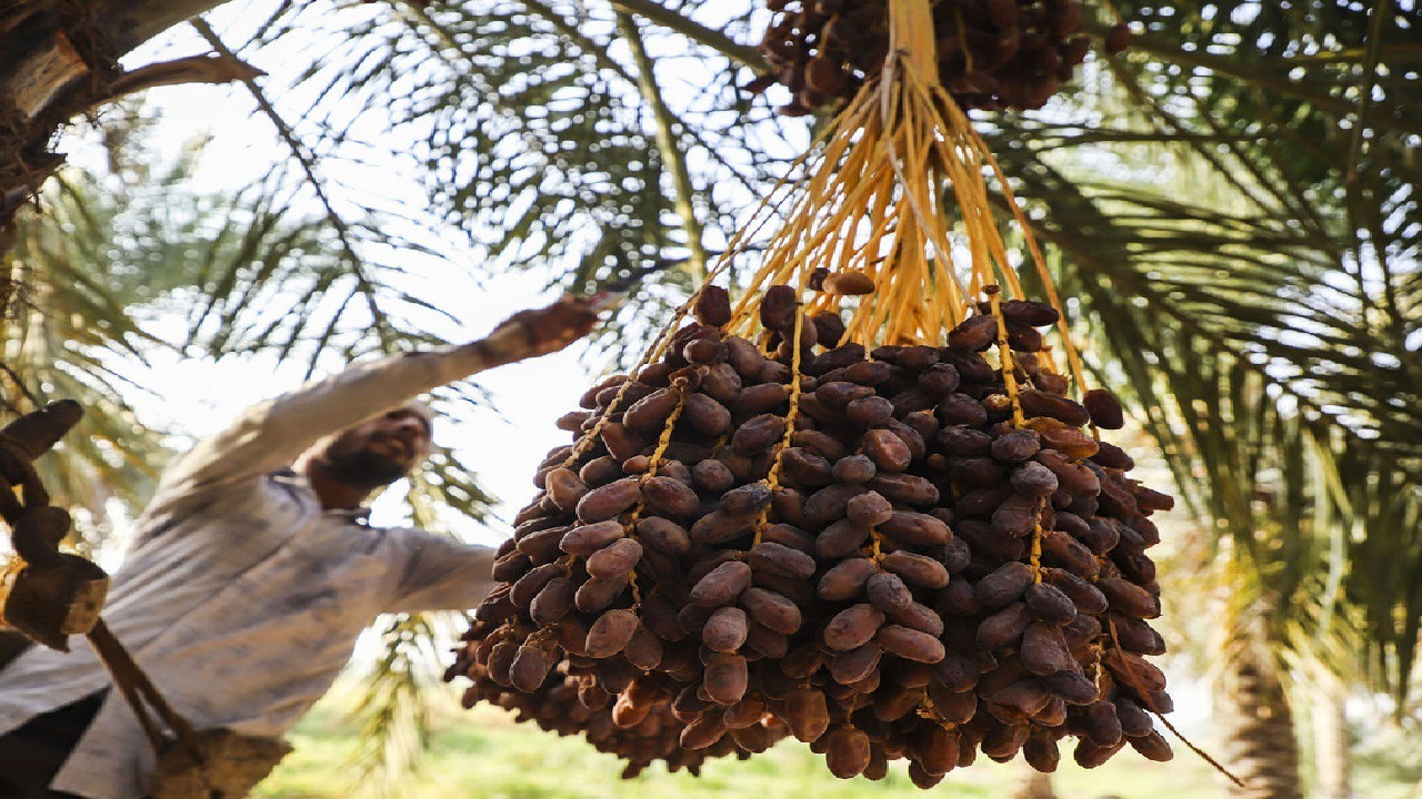 توسعه خوشه خرمای خوزستان با اختصاص ۱۰۰ میلیارد تومان تسهیلات